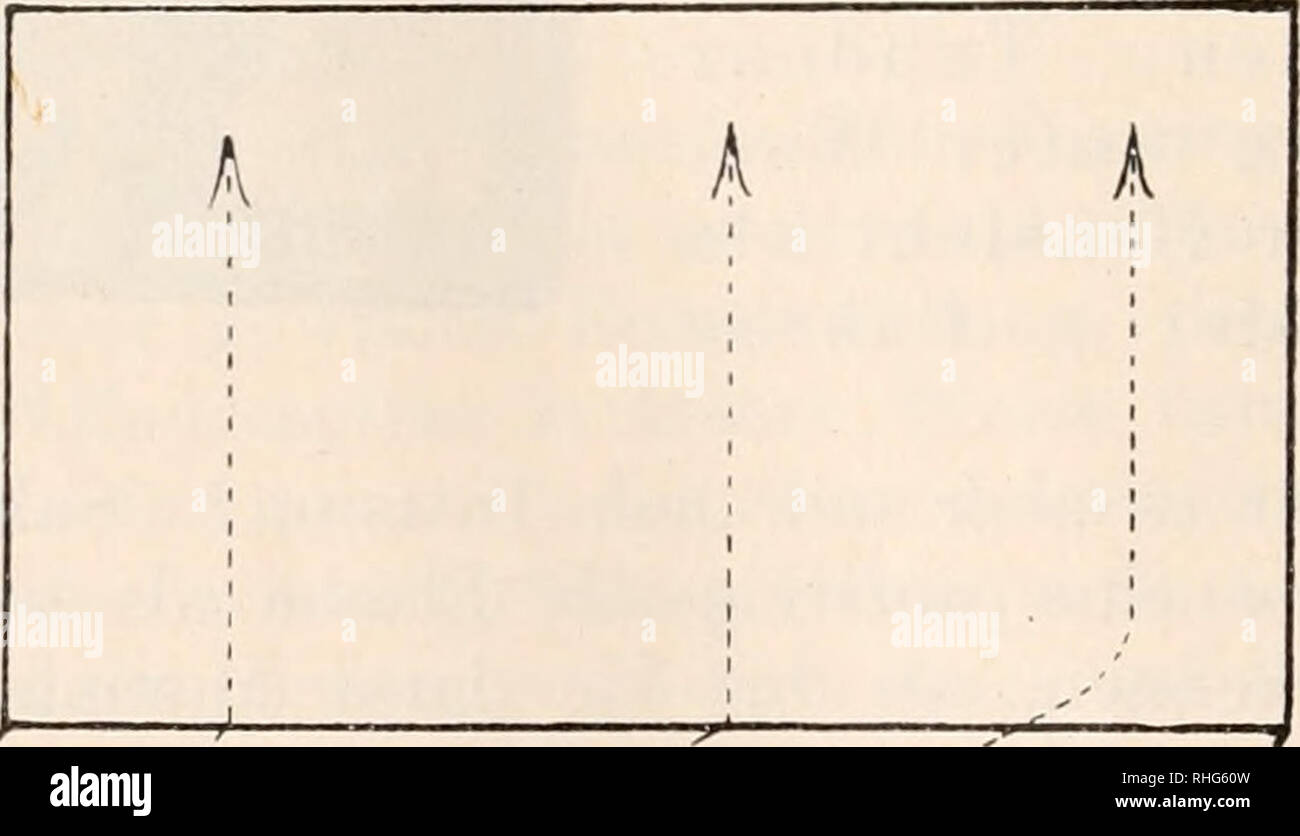 . Biologisches Zentralblatt. Biologia. Fig. 3 a. Fig. 3 b. auskriecht (vgl, Fig. 3b). Im Falle ersteren mag das Tier auf seinem horizontalen Wege unter rechtem oder spitzem Winkel auf die senkrecht aufsteigende Aquarienwand stoßen, immer schlägt es. ^A. -R -^' c. Fig. 4. un dieser einen sogleich mehr oder minder genau lotrecht gerich- teten Weg nach oben ein (vgl. Fig. 4 u. b). Im Falle letzteren aber tut es dies nur, wenn es die Wand aufsteigende unter un- nähernd rechtem Winkel trifft. Ist der Winkel, unter dem es der vertikal gestellten Fläche begegnet, ein spitzer resp. stumpfer, così wird Foto Stock