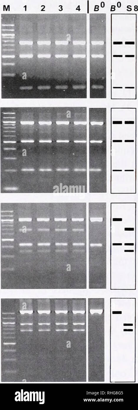 . Il bollettino biologico. Biologia; Zoologia; biologia; biologia marina. La figura 7. Esempi di eterogeneità srDNA entro i campioni di Sym- biodinium E. srDNAs sono stati amplificati (con host-esclusi gli inneschi di PCR) a partire da campioni differenti di Symbiodinium E (corsie 1-3) e da cloni srDNA E0'1, E0'2, e E0"-1 (come indicato) e quindi digerito con Dpn II. Mae III. Mnl I. e Alu I (indicato sulla sinistra). Sulla destra, frecce identificare le posizioni di ulteriori frammenti di DNA nelle corsie 1-3 che indicano srDNA eterogeneità (vedere il testo). In Mae III e Mnl ho digestioni, queste bande sono state osservate anche in Foto Stock