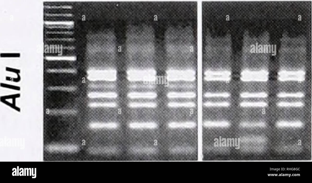 . Il bollettino biologico. Biologia; Zoologia; biologia; biologia marina. La figura 7. Esempi di eterogeneità srDNA entro i campioni di Sym- biodinium E. srDNAs sono stati amplificati (con host-esclusi gli inneschi di PCR) a partire da campioni differenti di Symbiodinium E (corsie 1-3) e da cloni srDNA E0'1, E0'2, e E0"-1 (come indicato) e quindi digerito con Dpn II. Mae III. Mnl I. e Alu I (indicato sulla sinistra). Sulla destra, frecce identificare le posizioni di ulteriori frammenti di DNA nelle corsie 1-3 che indicano srDNA eterogeneità (vedere il testo). In Mae III e Mnl ho digestioni, queste bande sono state osservate anche in Foto Stock