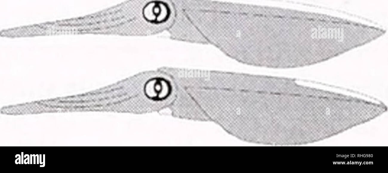 . Il bollettino biologico. Biologia; Zoologia; biologia; biologia marina. 294 T. M. JANTZEN E J. N. HAVENHAND componenti leggeri: 1. Cancellare 3. Golden epaulettes 5. Golden epaulettes oculare (9 solo) © componenti oscure: 1. Plain Sfl 3. Mantello scuro CJJ 5. Striscia di aletta 2. Bianco striscia dorsale. 4. Sclera iridescente (c? Solo) 2. Tutto buio 4. Mantello striscia di margine © 6. Braccio scuro strisce (&LT;? Solo) .© 7. Alette Stitchvvork © . 8. Scuro striscia dorsale 9. Chiazzato mantello dorsale occhio ombreggiate 10. Dark ventrale posteriore mantello 12. Bande Figura 1. Rappresentazione schematica dei componenti cromatiche del corpo nella modellazione del Foto Stock