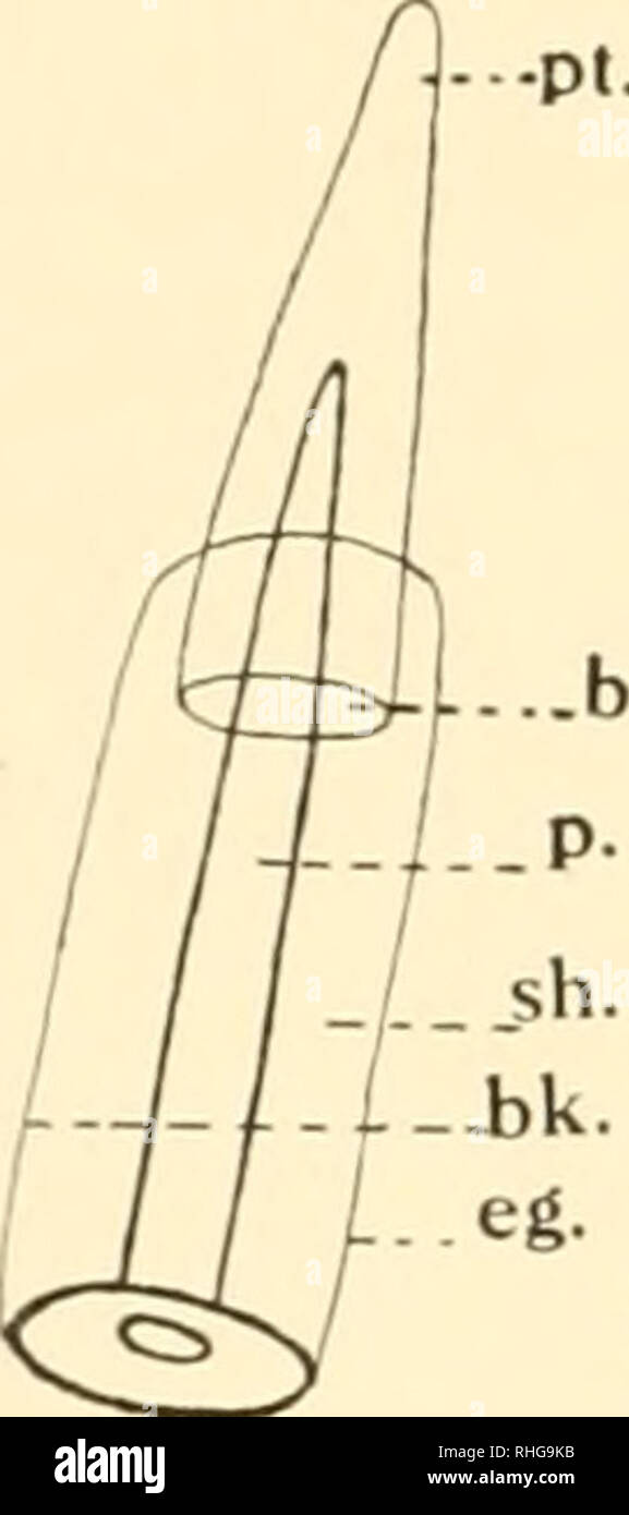 . Il bollettino biologico. Biologia; Zoologia; biologia; biologia marina. 72 E. LE ROY MICHAEL. della polpa in quel punto e il modello della polpa. Unfortu- nately tutte le specie note non sono state studiate da Krumbach. Il suo metodo certamente dovrebbe essere estesa alle specie restanti. La sua classificazione è qui di seguito brevemente riassunti. Le nove specie di Chaetognatha studiato da Krumbach ('03) erano Sagitta bipunctata, S. ejiflata, S. hexaptera, S. furcata, S. serratodentata, S. minimi, Spadella draco, Krohnia hamata e Sagitta magna, quest'ultimo, secondo Krumbach ('03), e Fowler ('06), probabilmente essere Foto Stock