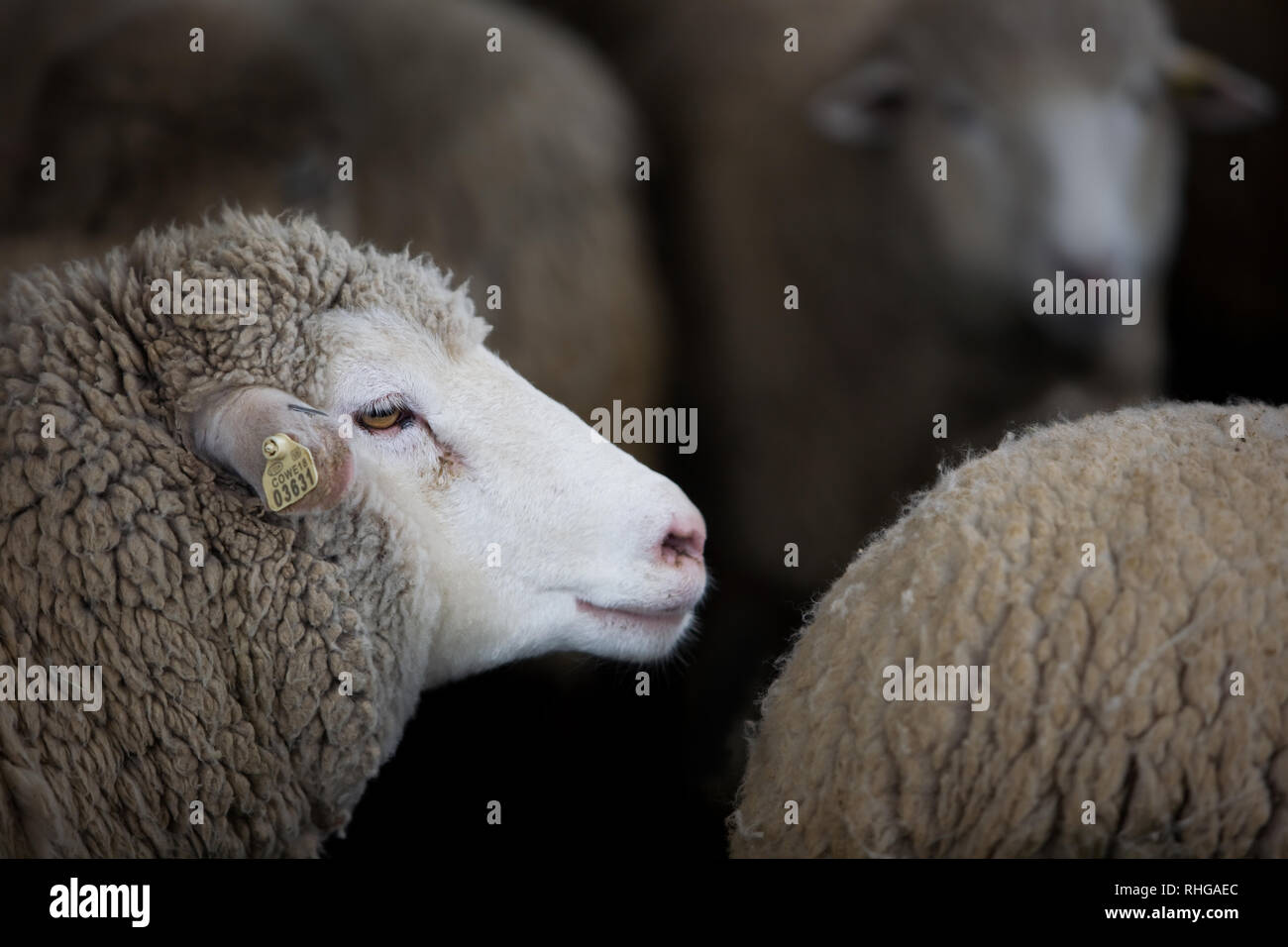 Wooly Sheep viene mostrato all'Houston Livestock Show & Rodeo in Texas Foto Stock