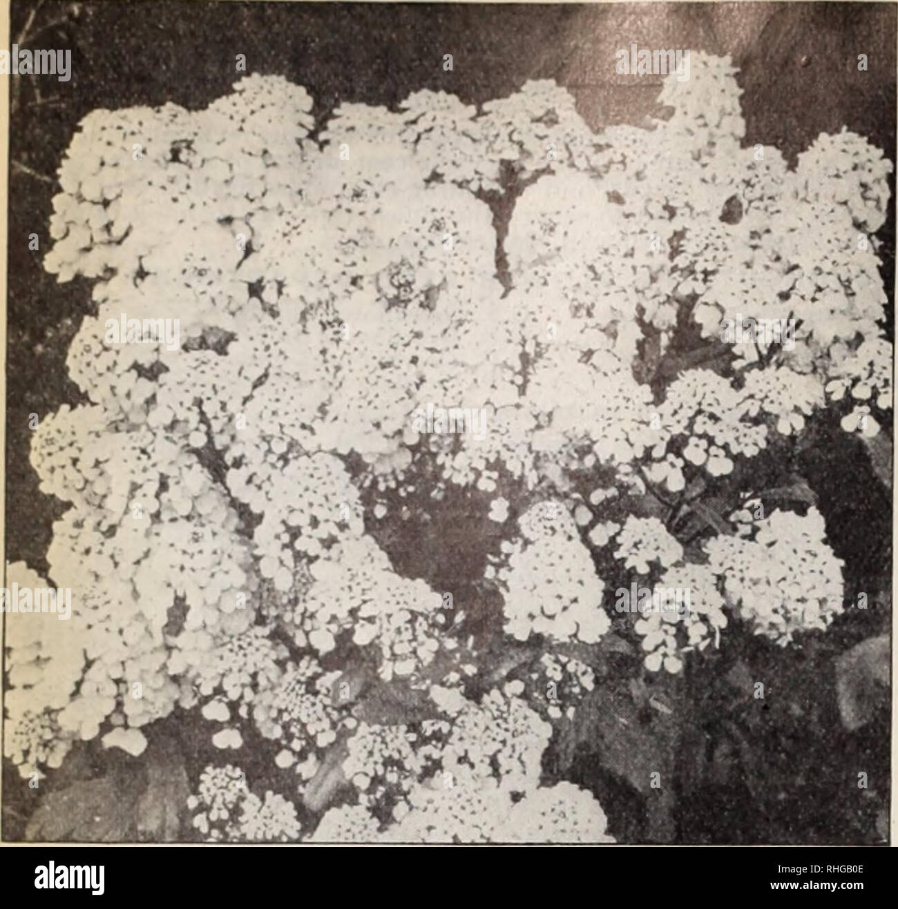 . Boddington la qualità delle lampadine, i semi e le piante / Arthur T. Boddington.. Catalogo di vivaio. 10 Arthur T.Boddingion, 342 Abbiamo st quattordicesima st. Nuova città Vork. Alyssum, Boddington mentre ottenere&amp; Alyssutn (H.A.) BODDINGTON WHITE GEM UN ijraiul iiiiprovi'niciit sul Po (IT-III. Ix-ins imirh più tonipact; grand per i tappeti btclding. Pkt. 25 cts., oz. $1. Benthami (dolce Alyssuml. Fragranti fiori bianchi.. Pkt. Oz. lb. Si . .$0 05 così 30 Maritimum, piccolo gioiello. I'lelty rimorchio 05 50 " procumbens. Tappeto di neve 10 50 argenteum. H P. i.ft. Giallo. Giugno 10 60 Saxatile. i. Hrijjlit giallo. Giugno 10 60 Foto Stock