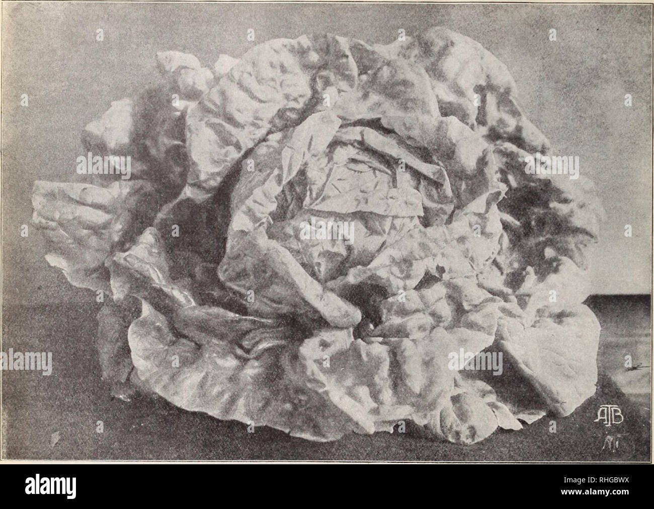 . Boddington la qualità delle lampadine, i semi e le piante / Arthur T. Boddington.. Catalogo di vivaio. 52 Arthur T.Boddmgton, 342 West 14th st. Nuova città Vork. Re di fieno Lattughe a cappuccio maggio re Lattughe a cappuccio Tliis grand lattuga è di grande valore, a causa di esso-, rapido (livello andamento, fine gara di qualità e dimensioni, che cresce su una media di circa tre quarti di un jjound. Il colore è verde chiaro con iieart giallo. Adatta sia per la coltivazione in serra o in terreno aperto. Piuttosto ardito ; una splendida varietà di mercato. Pkt. loc, oz. 25C., '{lb. 75c. Boddington presto Coldframe lattuga questo è un tiuiek-forini Foto Stock
