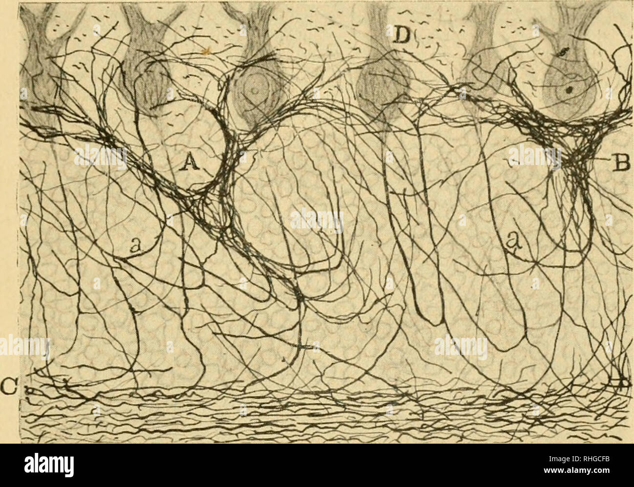 . Boletín de la Sociedad Española de Biología. Biologia. San Ramón y Cajal: Sobre ciertos plexos pericelulares de la capa de los granos del cerebelo.. Fig. 1.-Corte del cerebelo de gato onu de mes onu.-A y B, nidos pericelulares; D, cé- lula de Purkinje; C, substancia blanca; una, colaterales de axones de Purkinje desti- nadas á los nidos. I. Si prega di notare che queste immagini vengono estratte dalla pagina sottoposta a scansione di immagini che possono essere state migliorate digitalmente per la leggibilità - Colorazione e aspetto di queste illustrazioni potrebbero non perfettamente assomigliano al lavoro originale. La Sociedad Española de biología; Sociedad Foto Stock