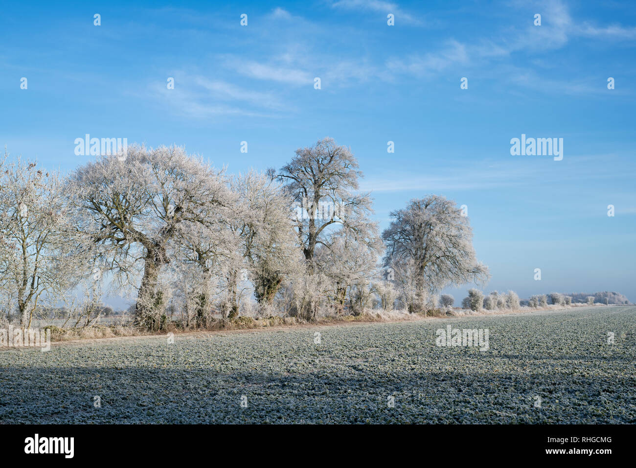 Trasformata per forte gradiente frost copertura di alberi e terreni agricoli in gennaio. Vicino a Burford, Oxfordshire Gloucestershire frontiera, Inghilterra. Foto Stock