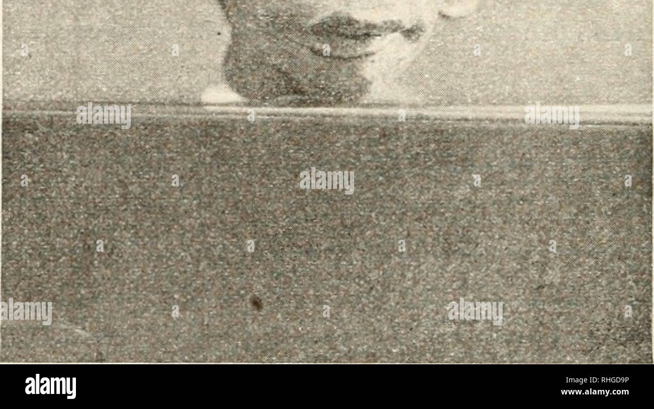 . Boletn de la Real Sociedad Espaola de Historia naturale. Real Sociedad Espaola de Historia naturali; Storia Naturale; Storia Naturale -- Spagna. K*.. Fig. 4.''-Tamaño: V2 del naturale, próximamente. pequeño que los antes indicados, siendo de advertir que, en gene- ral, los hilos y sobre todo aquellos que atan fuertemente los pince- les de referencia, están como encerados para darles sindaco consis- tencia. Nessun peccato terminaré far constar que los adornos reseñados nessun figlio exclusivos de las tsantsas. Estos objetos forman parte de las galas del indio jíbaro, bajo forma de pendientes, collares, ecc.; n. Foto Stock