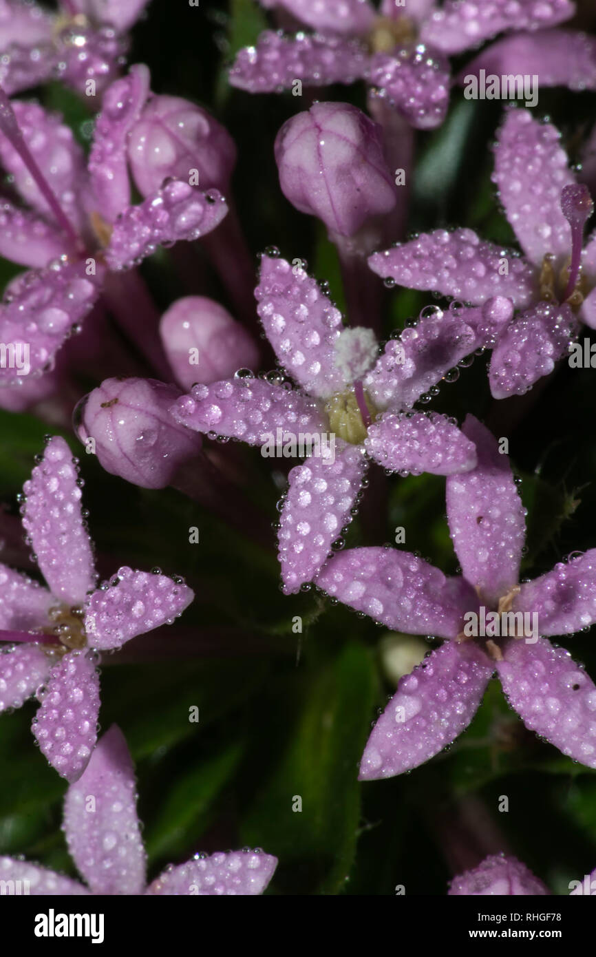 Extreme close up di un egiziano fiore starcluster in un giardino Foto Stock