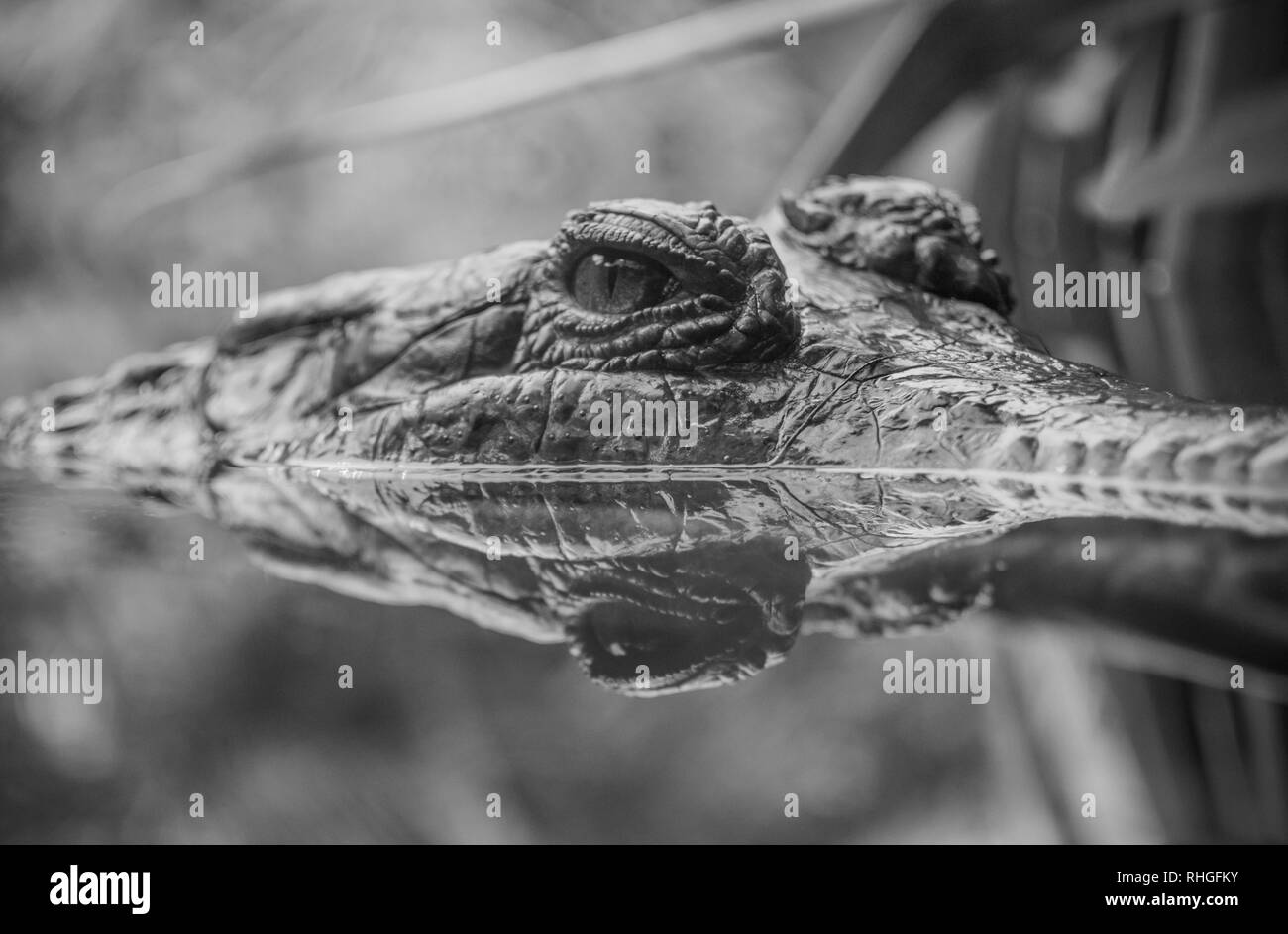 Splendido ritratto del coccodrillo di riflessione. La fauna selvatica ritratti Foto Stock