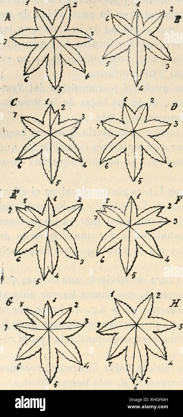 . Boletín de la Sociedad Española de Historia naturale. Storia naturale. ^m BOLETÍN DE LA SOClEÜAÍ) ESPAÑOLA con las letras Fy G por duplicación de sus lóbulos 2 y 6. La forma G se presenta con frecuencia más que lai^. Por último, merece mención particolare la forma H, que parece derivarse de la forma común una por bifurca- ción del lóbulo 5 que da orig-en á los lóbu- los rudimentarios 5y6 de la fig.-. H. Vemos , pues , que hay tendencias en di- chos ricinos á que las hojas teng-un 8 lóbulos, pues todas las varian- tes que se pueden de- ducir de la forma sen- cilla^, que por cierto no es muy frecue Foto Stock