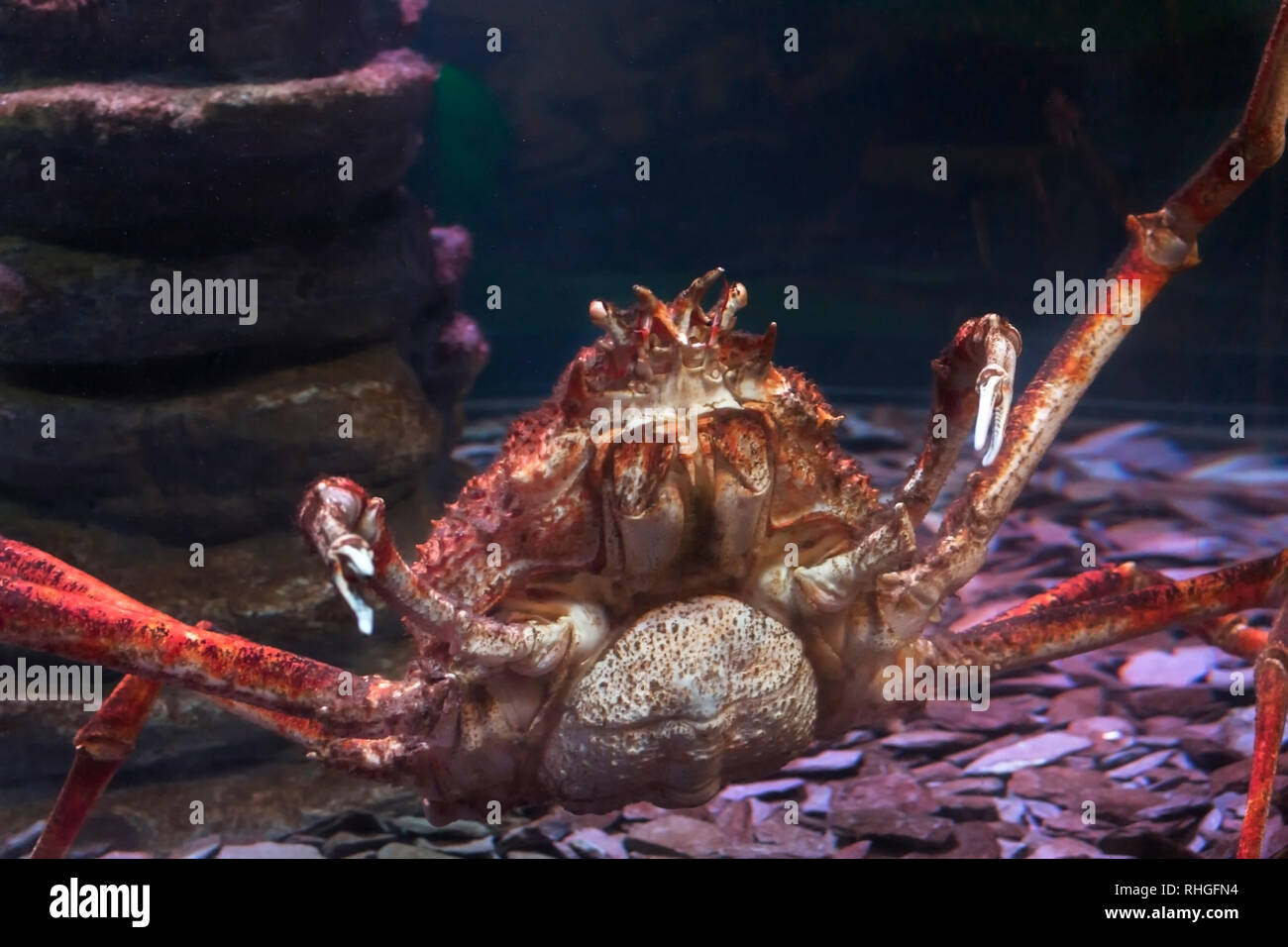 Vicino a un Giapponese ragno granchio al London Aquarium Foto Stock