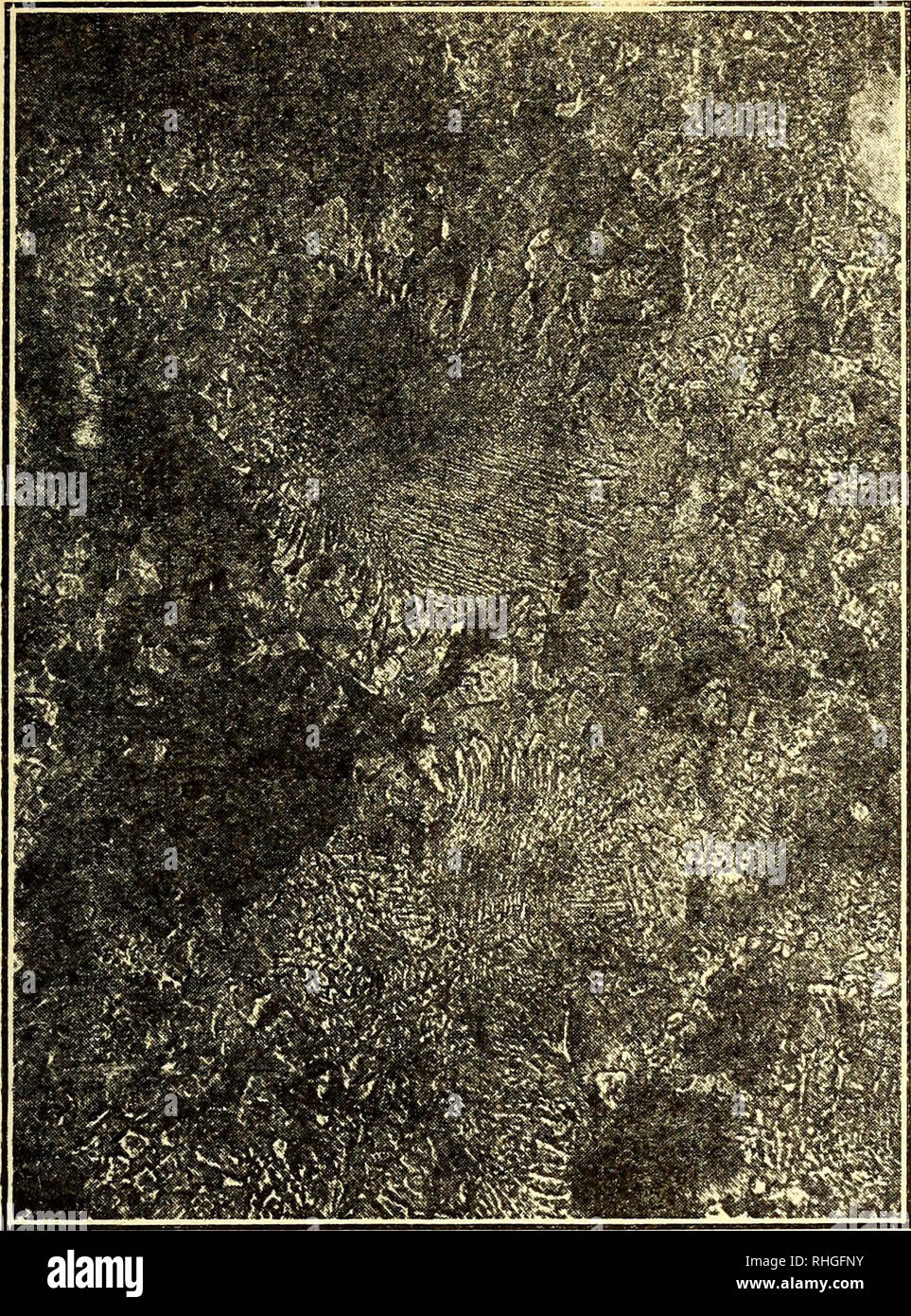 . Boletín de la Sociedad Ibérica de Ciencias Naturales. Storia naturale; Botanica. (9) de Ciencias Naturales 87. Fig. 4 Pórfido granítico de Llanás. Luz ordinaria, 70 d. Microfpt. M San Miguel roca y las pcgmatitas gráficas de grano fino que la acom- pañan, y con el que ascendieron aguas y gas con los sulfuros y floururos citados. Col. petr. grandes bloques y general del Museo de C. N. de Barcelona y Laboratorio de Geología de la Universidad. Kersantita de Uanás - Camprodón (Gerona) Roca compacta, de grano fino, estructura sacaroidea, bastante alterada, como lo demuestra su fuerte olor ar- cil Foto Stock