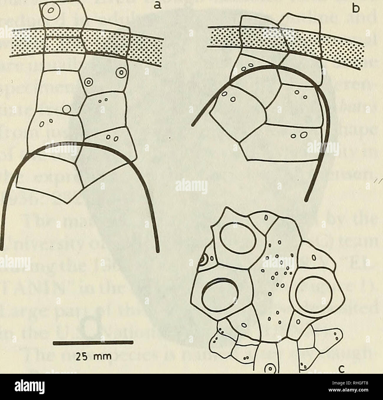 . Boletim de la Sociedad de Biología de Concepción. La Sociedad de Biología de Concepción; biologia; biologia. 118 Bol. Soc. Biol. Concepción, Cile. Tomo 56, 1985. Figura 3: Tripylus beatriceae sp. n., holotype, schematica, una: il rapporto tra il petalo e peripetalous fasciole in P 11; b: stesso in P IV; c = ethmolytic sistema apicale. Commento: questa specie presenta interessanti inter- medíate caratteri tra i generi Tripy- lus e Ahatus. Di questi, il petáis anteriore non riesce a raggiungere la fascioles è un carattere estab- fissate da Mortensen come apparecchio per Tripylus. È un po' "movimentata" in tha Foto Stock