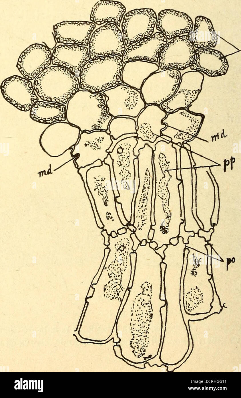 . Boletín de la Sociedad Ibérica de Ciencias Naturales. Storia naturale; Botanica. 48 BOLETÍN DE LA SOCIEDAD IBÉRICA (2) Al observar con el microscopio onu trasversale di corte de esta región, saltan a la vista los elementos claros, hiali- nos, que constituyen el tejido parenquimatoso que se ex- tiende desde la epidermide del haz Hasta los vasos. Inme- diatamente debajo de la epidermide, se disponen estos ele- mentos en empalizada, esto es, en sentido o radiale per- pendicular a la epidermide, y lo mismo en las capas inme- diatas siguientes (fig. 1, tra). Las células de este tejido se distinguen, como y Foto Stock