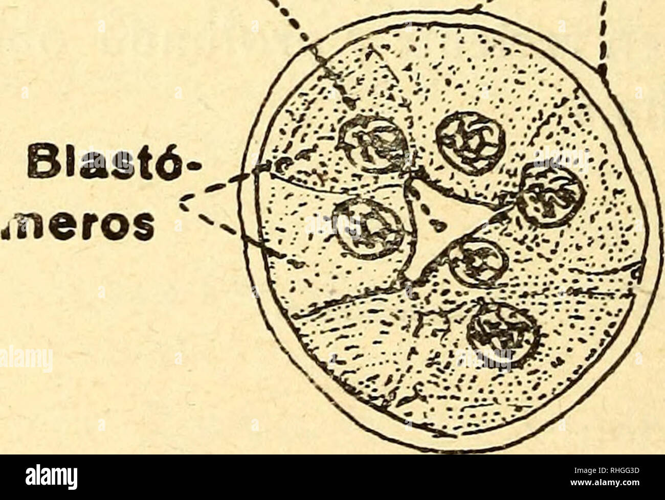 . Boletín de la Sociedad Ibérica de Ciencias Naturales. Storia naturale; Botanica. COMUNICACIONES DN DATO [ROIIO - TOPOGSÜFItO SOBIIE El HDEVO DE RATA POR EL R. P. JAIME PUJIULA, S. J. Direttore del Laboratorio Biológico de Sarria O Ha caído recientemente en nuestras manos materiale delle Nazioni Unite de rata, Mus raítus, muy favorevole ir para fijando los datos cronológicos respecto a los i estadios ontogénicos. Estos datos los vamos, recogiendo así para la obra de Embriología de Vertebrados y del Hombre que estamos preparando, como para publicarlos en onu trabajo sindaco. Aquí tocaremos solo onu que puede dar mucha l Foto Stock