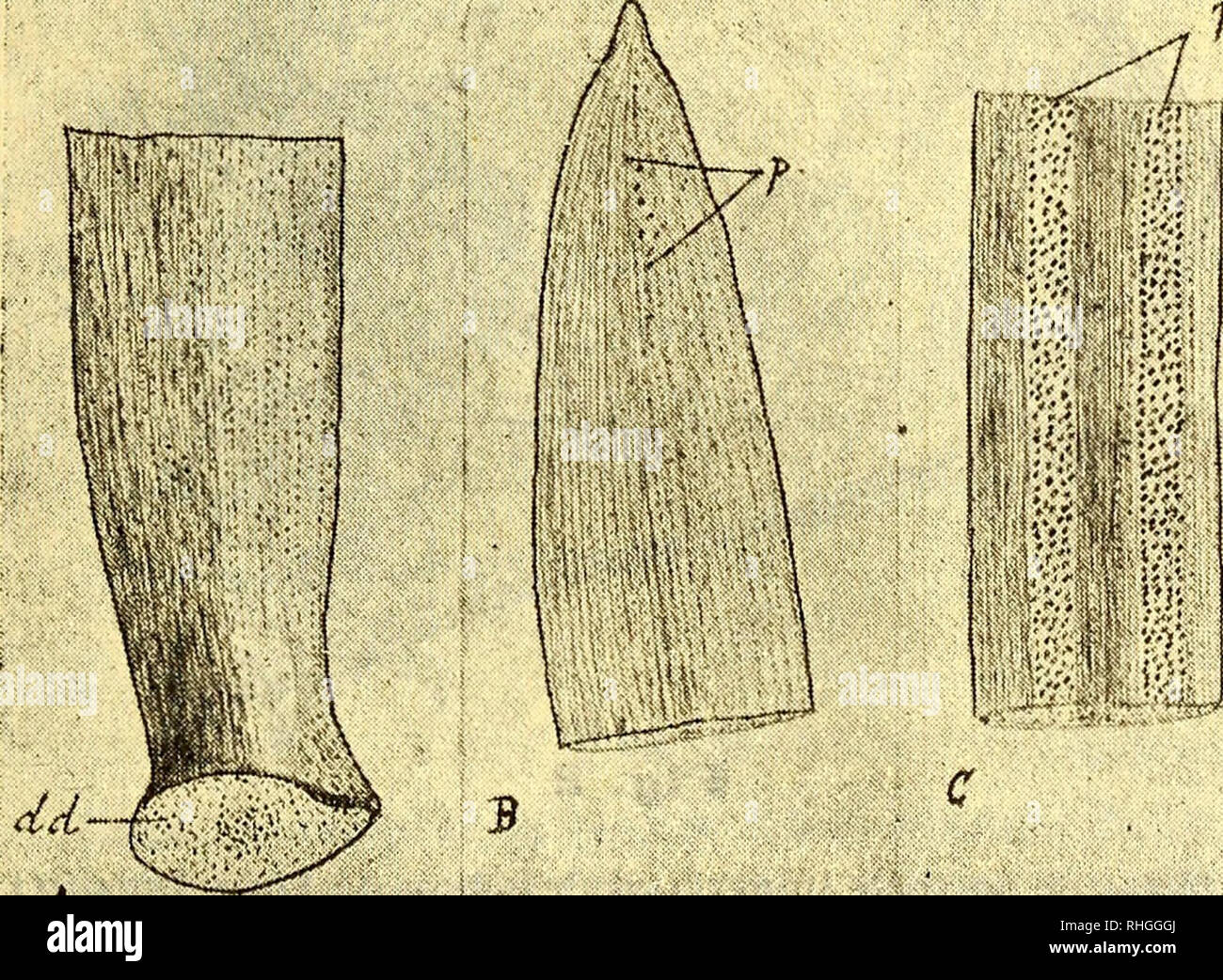 . Boletín de la Sociedad Ibérica de Ciencias Naturales. Storia naturale; Botanica. (2) de Ciencias Naturales 35 non han sido necesario grandes procedimientos técnicos para su estudio. Las hojas se han puesto por algún tiempo en agua o en una mezcla de iguales partes de glicerina y agua. Los cortes se han practicado constantemente con la navaja una mano y han sido generalmente, transversales aunque no hemos descuidado tampoco los longitudinales. Los métodos de tinción, para descubrir los elementos lignificados, se han reducido a la reacción de Wiesner (floroglucina y ácido clorhídrico) y a la de Maü Foto Stock