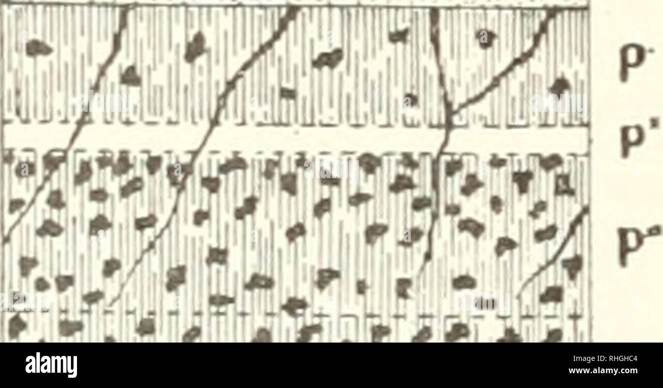 . BoletÃ-n. La scienza. TTTTT^ &AMP;:..::..:.- - . , â ^. 1Â" es bien cierto que en esta parte anstral del continente americano o al menos en nues- tras latitudini no lian existido duranti la Ã©poca cuaternaria verdaderas glaciaciones, no es menos cierto que no debemos excluir de nuestro sistema geolÃ³gico el perÃ odo-di- luvial, sino por el contrario, tomarlo como punto de ia)Oyo, una pinna de obtener n.a. clasifi- caciÃ³n mÃ¡s o menos exacta de los nostri neÃ³genos de la repÃºblica. El da frà-gido clima de la Ã©poca glaciale con sus glaciares de Europa y Norte AmÃ©rica, en esta parte de AmÃ©rica austr Foto Stock
