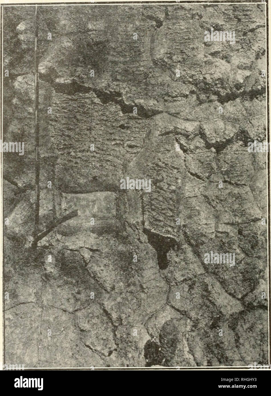 . Boletín. La scienza. 18 boletín de la academia nacional de Ciencias trasversale di corte en esa albura (fig. 18) y que al contacto del aire se liace más denso, impidiendo la salida posteriore; este líquido es lo que constituye la resina o más bien la gomo-resina de la Araucaria arau-. Fig. 18. - Incisiuii lu uu tlt tronco Araucaria araucana; espesor de las cortezas : 20 centímetros. Los piintitos blancos de la superficie y el corte de la corteza fresca son los términos de los canales secretores. (Fot. de M. Rothkugel.) cana^ cuya composición y propiedades físicas y químicas estudiare- en mos otros Foto Stock