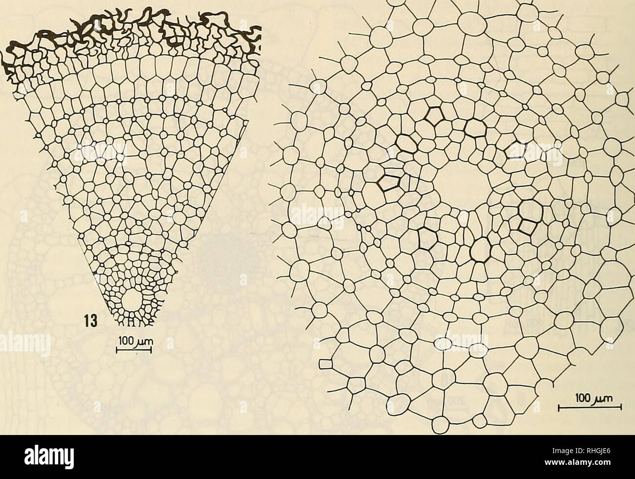 . Boletim de la Sociedad de Biología de Concepción. La Sociedad de Biología de Concepción; biologia; biologia. Bol. Soc. Biol. Concepción, Cile. Tomo 58, 1987. 14 Fig. 13.- trasversale di Corte de raíz. Fig. 14.- Detalle de la estela de la raíz. (Explicación en el texto). giornat, formada por numerosas células más pequeñas, con espacios intercelula- res de 4-10 micrones de diámetro en los puntos de la Unión de célula cada. Endoder- mis formada por onu estrato de células, con banda de Caspary muy delicada; la endodermis primaria es común en las raices de plantas acuáticas y permanece duranti toda la vida Foto Stock