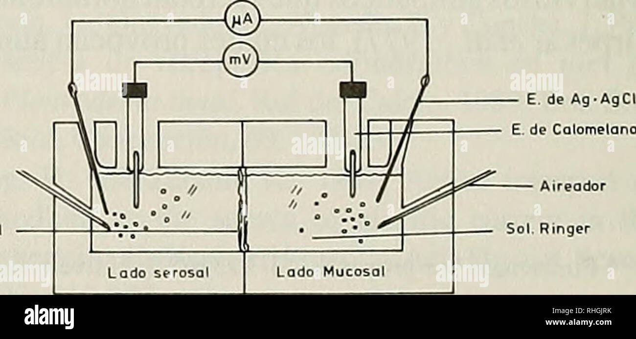 . Boletim de la Sociedad de Biología de Concepción. La Sociedad de Biología de Concepción; biologia; biologia. tores colinérgicos en Piel de Sapo, que en respuesta a acetilcolina evocan n.a. respuesta bifásica, incre- mentando y luego inhibiendo la CCC y DP (Sobrevía et al, 1989). En investigaciones anteriores encon- tramos que ONU compuesto de origen naturale, la 4,7' dihidroxiflavanona, presenta respuestas similares a las evocadas por acetilcolina en n.a. Preparación de Piel de Sapo. Se ha reconocido que la Piel de batracio es una preparación electrofisiológica útil para estudiar la acción de diverso Foto Stock