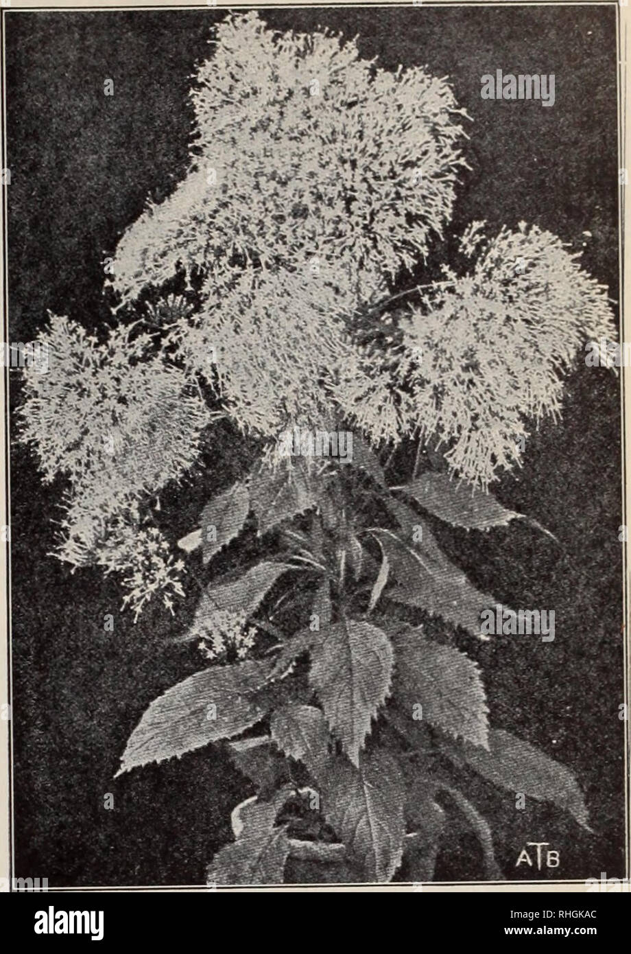 . Boddington la qualità delle lampadine, i semi e le piante / Arthur T. Boddington.. Catalogo di vivaio. ^ocldington la qualità Zinnias (vedere pagina 60). Trachelium caerultum MOLÈNE (Mullein). La H.P. Pkt. Blattaria alba giganteum. 4 ft. Bianco. Da luglio a settembre in modo 50 Libani. 4 ft. Giallo. Da luglio a settembre 10 Olympicum. 6 ft. Giallo. Da luglio a settembre 10 Phoeniceum. 1V2.i1. Viola. Maggio Giugno aud 05 vinca. L annuale pervinca dal Madagascar. T.P. Utile per conservatori o letto. Pkt. Oz. Alba. Bianca $0 10 $1 00 Rosea. Rose 10 i 00 " alba. Rosa e Bianco 10 ho OO' miscelati 10 75 VIRGINIA STOCK. H.A. Dolce-sc Foto Stock