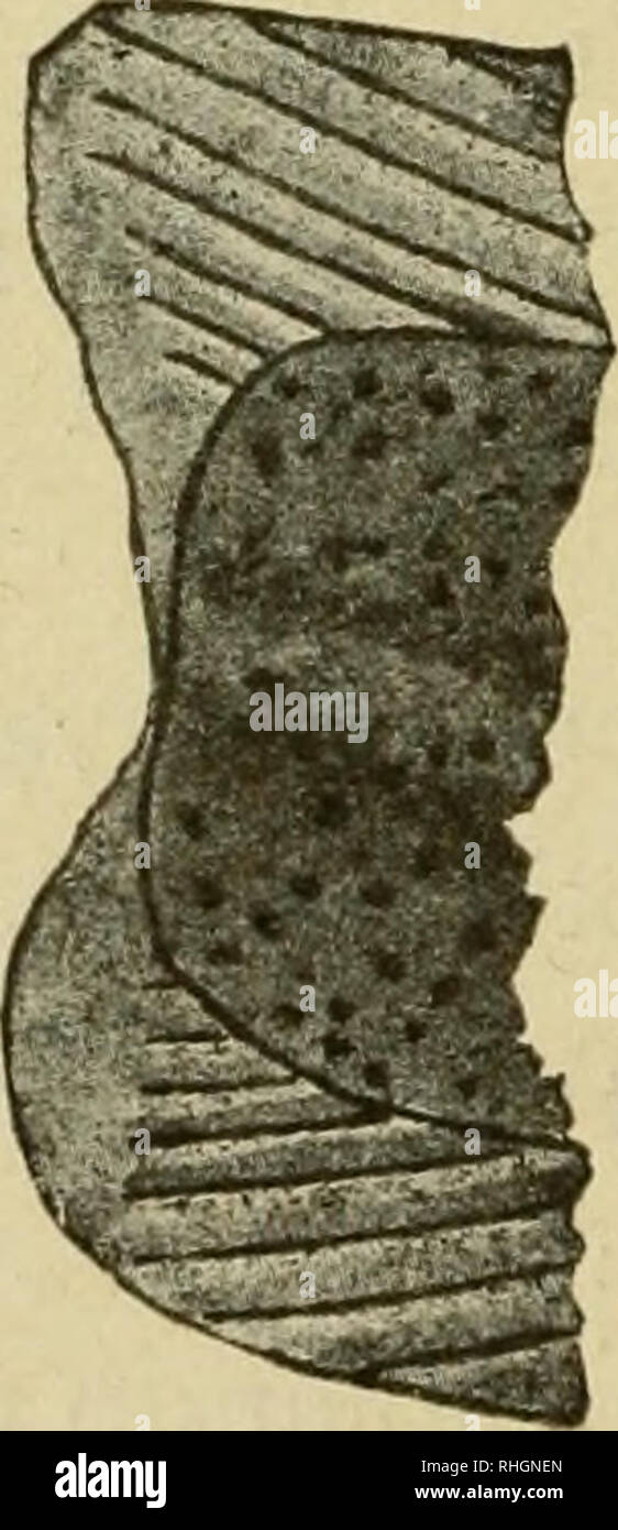 . Boletim de pescas. La pesca. Fig. 2 putado n.a. parte más o menos grande de la región caudale (ho-1,5 cms.), dejando caer los individuos amputados en onu gran acuario, cuyo fondo estaba recubierto de una capa de cinco centímetros de arena con alghe. Egli amputado las angulas del lo de junio por onu corte trasversale y las del 11 de junio por onu corte oblicuo, empleando tijeras de buen corte. Naturalmente,se pro- duce n.a. hemorragia notevole, porque se corta la arteria y vena caudale, y por lo menos, unà tercera parte de las angu- las amputadas mueren a las 24-48 ho- ras siguientes a la ampuatci Foto Stock