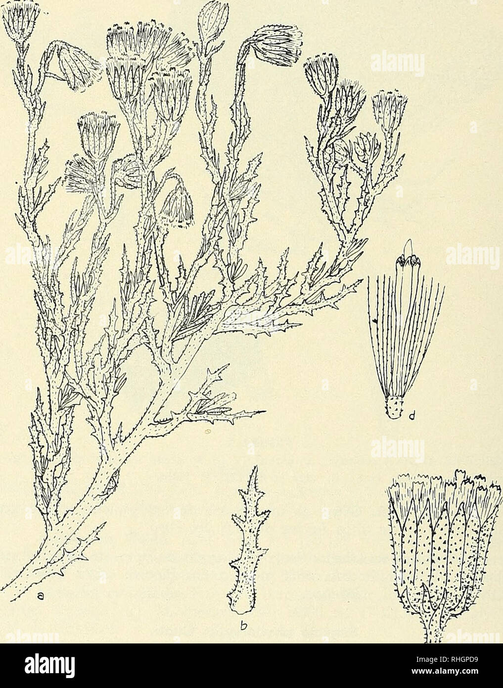 . Boletim de la Sociedad de Biología de Concepción. La Sociedad de Biología de Concepción; biologia; biologia. 1-4 dientes angostos, agudos, granduloso-pubescentes en ambas ca- ras, planas o algo revolutas, con el nervio medio algo sobresaliente en la cara inferiore, de 1 - 4 cm. de largo x 1 mm. de ancho. Las ra- mas nuevas estériles muy hojosas, con hojas más grandes (de 5 cm de largo x 1,5 mm. de grueso), enteras o remotamente pinadas, pí- nulas angostísimas hasta de 2,5 mm. de largo. Capítulos discoideos.. La figura 3 SENECIO PHYLLOLEPTÜS Cuatr.: un, Rama c, capítulo (x 3); d, flor (x 4). Dib. P. M Foto Stock