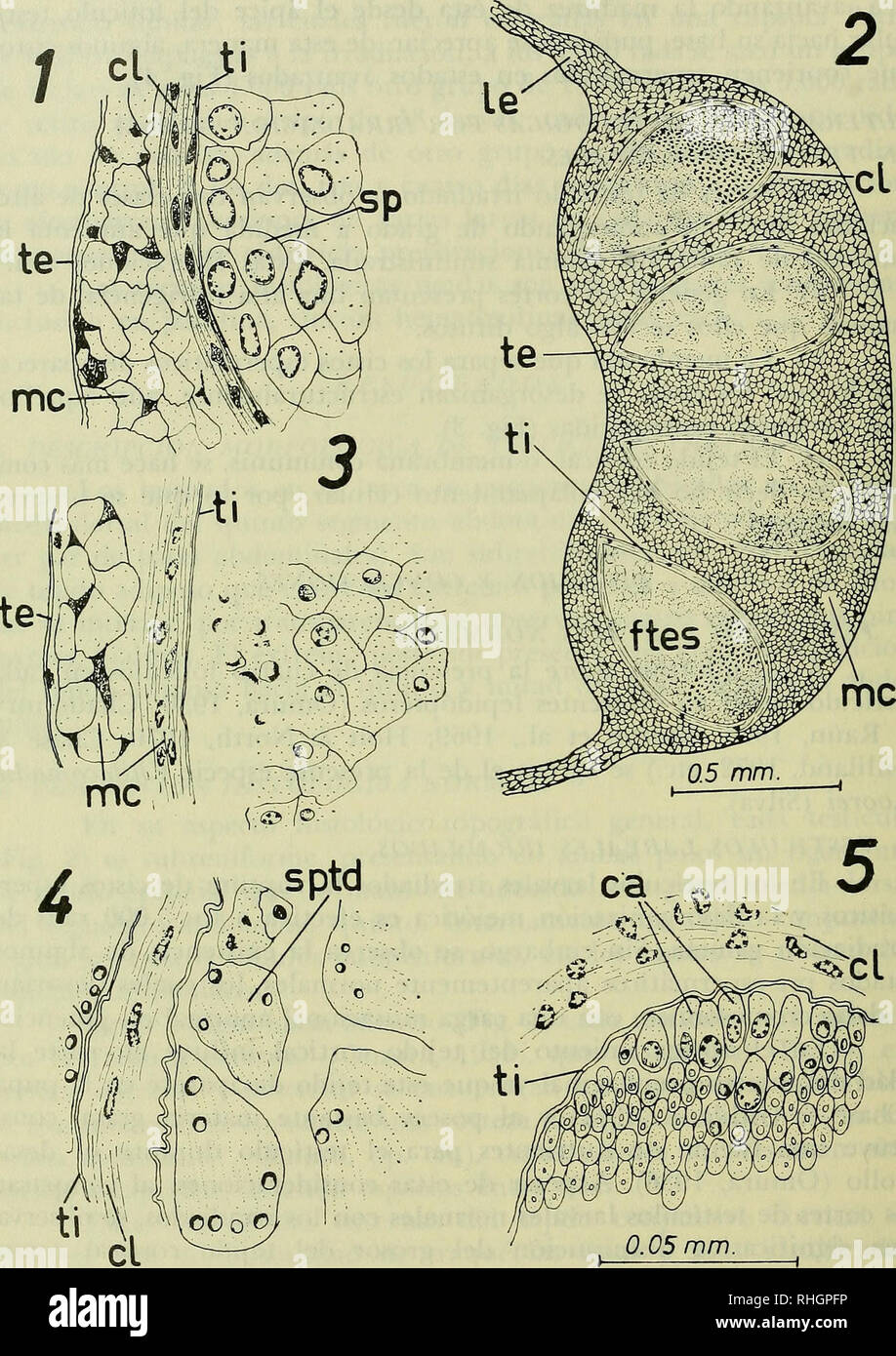 . Boletim de la Sociedad de Biología de Concepción. La Sociedad de Biología de Concepción; biologia; biologia. Bol. Soc. Biol de Concepción, XLVIII, 1974.. Fig. 1.- Detalle del corte trasversale del testículo normale larvale. Fig. 2.- Esqviema h'stológico-topográfico de onu larvale testículo. Fig. 3.- Detalle del corte trasversale del testículo irradiado larvale con 5.000 rads, a los Tres días. Fig. 4.- Detalle del corte de trasversale testículo normale larvale. Fig. 5.- Detalle del corte en trasversale folículo onu testicolare normale larvale. -262. Si prega di notare che queste immagini vengono estratte dalla scansione pa Foto Stock