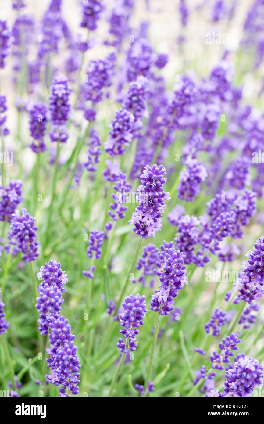 La texture di sfondo e piante concetto: viola,fragrante e di fioritura e i fiori di lavanda in una giornata di sole. Foto Stock