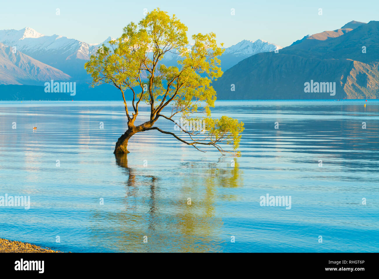 Acqua increspature intorno che arriva a Wanaka Tree, Willow tree crescono in lago è meta turistica molto in scena a lunga esposizione con i colori del tramonto riflessa dalla neve co Foto Stock