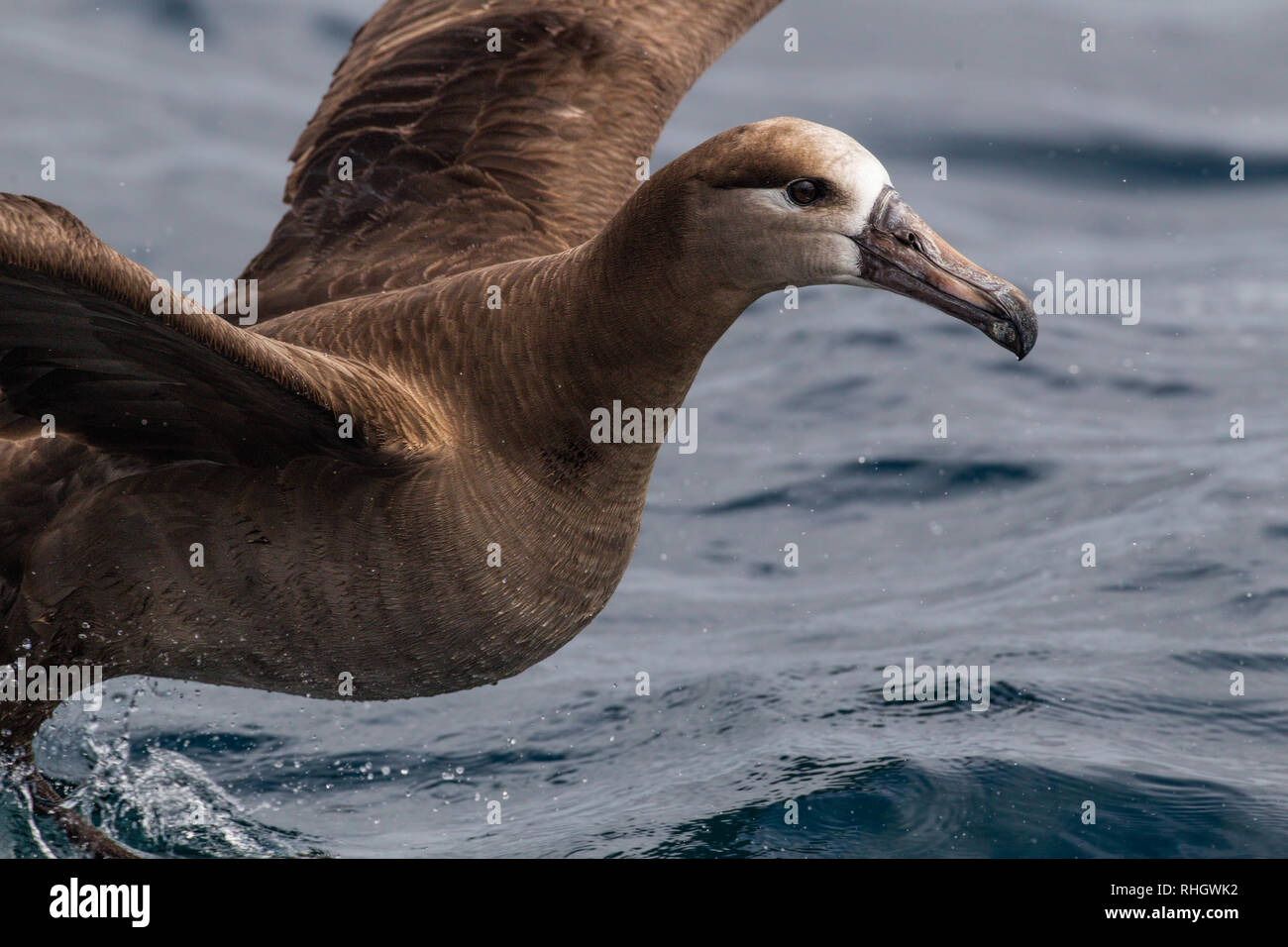 Un black-footed albatross (Phoebastria nigripes) prende il volo al largo della costa di Oregon Foto Stock
