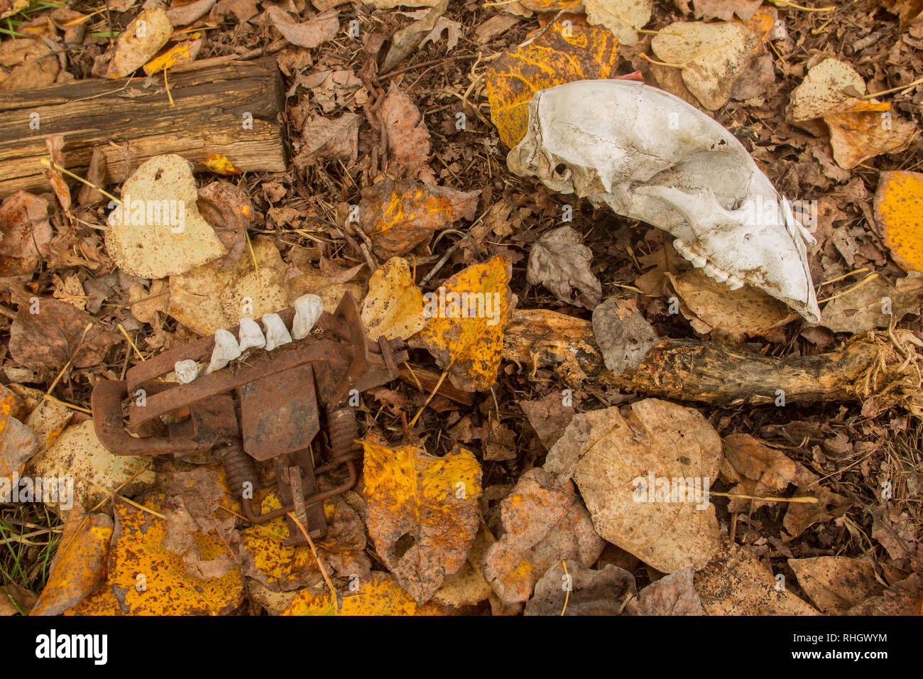 Resti scheletrici di un orso nero ( Ursus americanus) lungo abbandonato in una gamba di acciaio-trappola di attesa Foto Stock