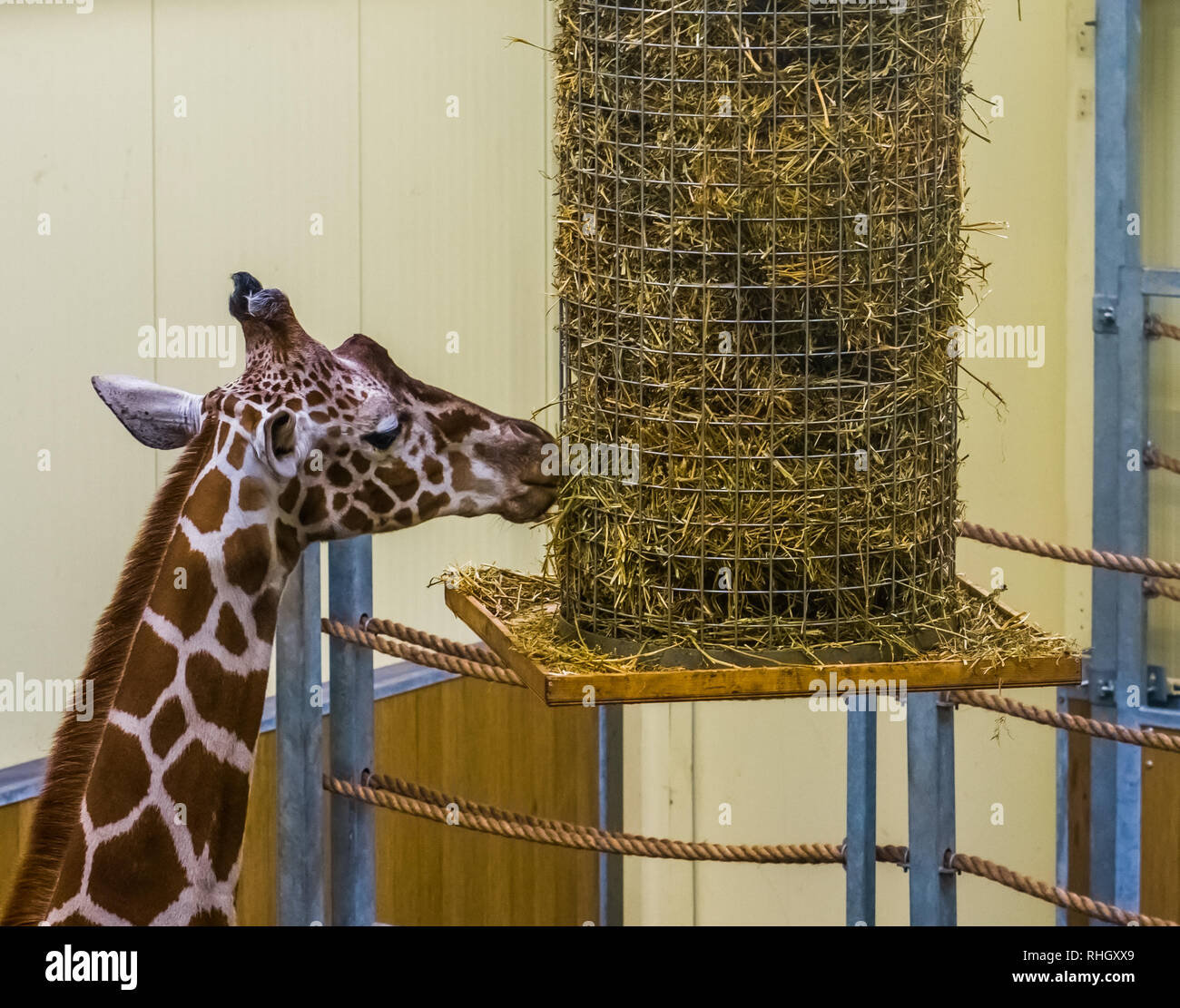 Giraffe reticolate di mangiare da un cestello di fieno, lo zoo di animali di apparecchiature di alimentazione Foto Stock