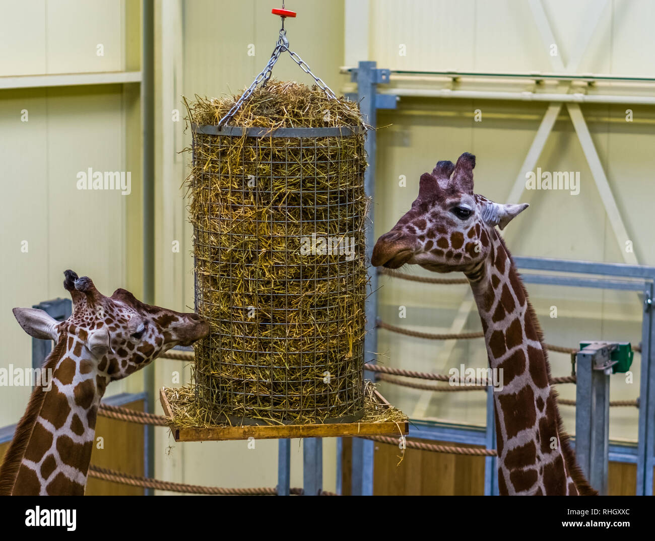 Due giraffe reticolate di mangiare da un cestello di fieno, lo zoo di animali di apparecchiature di alimentazione Foto Stock