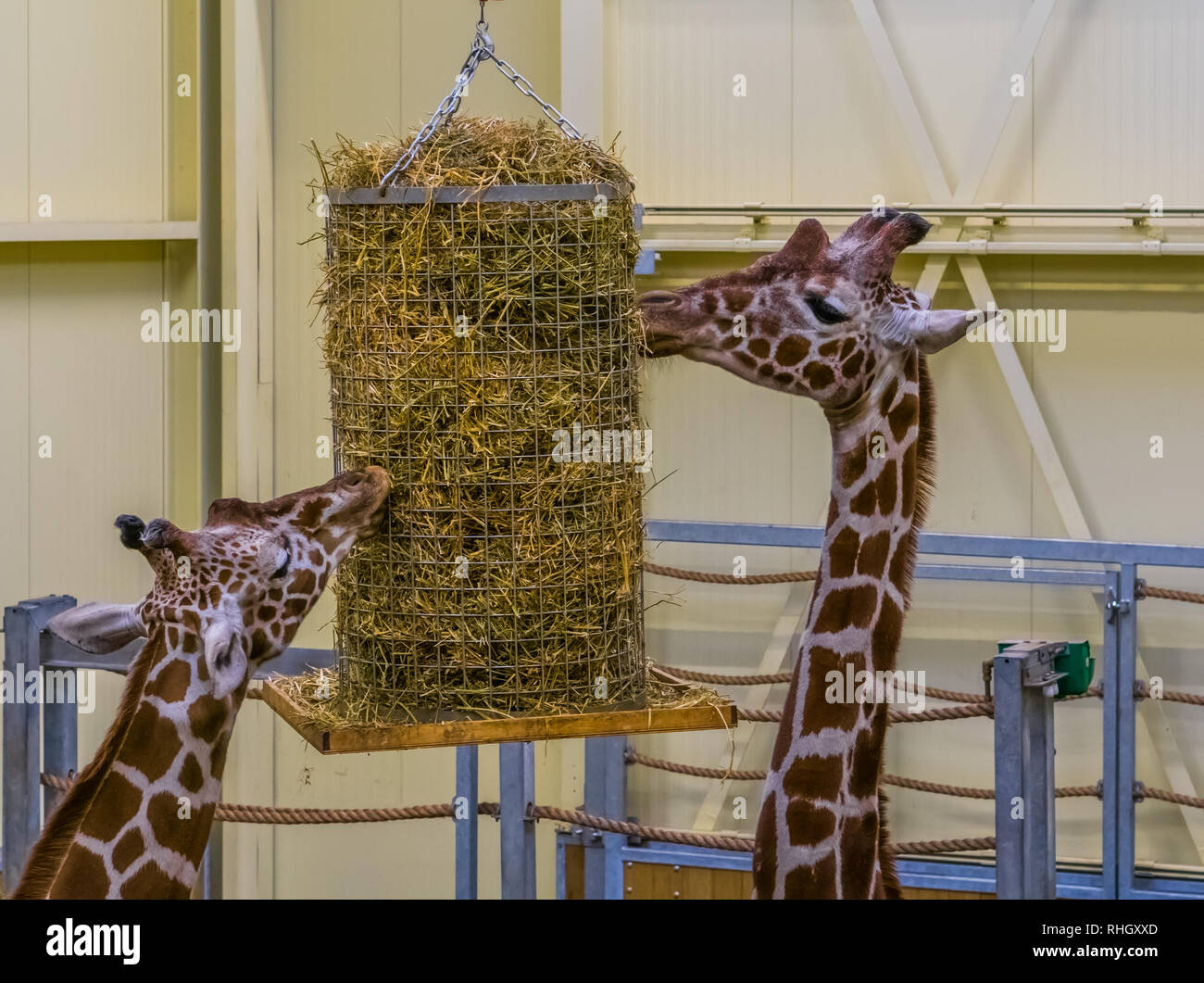 Le giraffe reticolate di mangiare da un cestello di fieno, animale apparecchiature di alimentazione Foto Stock