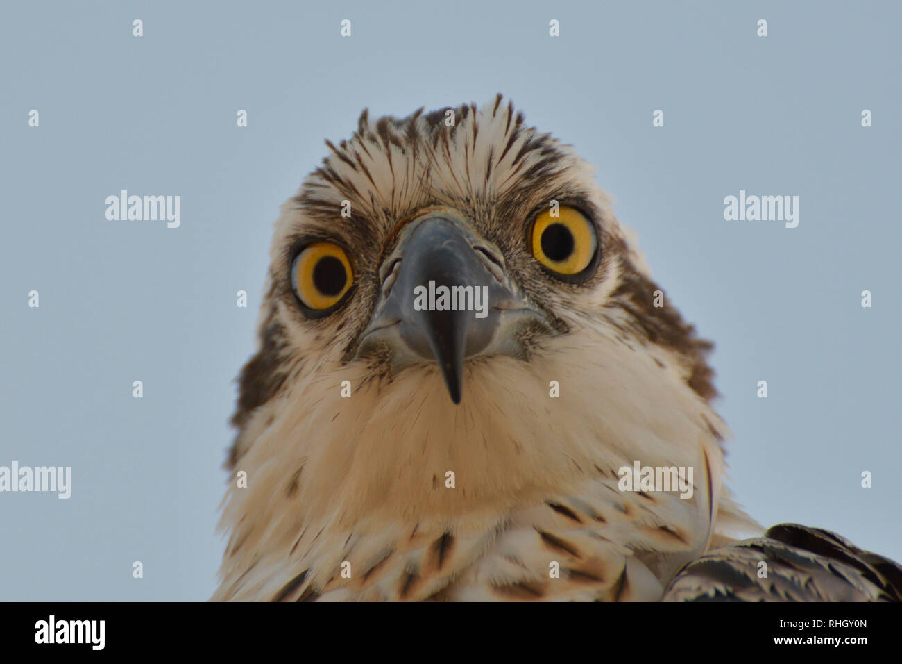 La Osprey, pesce hawk close up Foto Stock