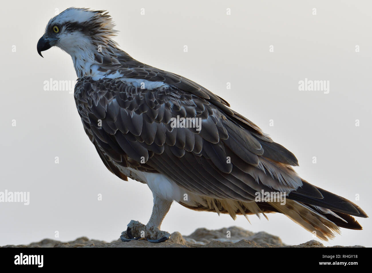 La Osprey, pesce hawk, gli uccelli rapaci Foto Stock
