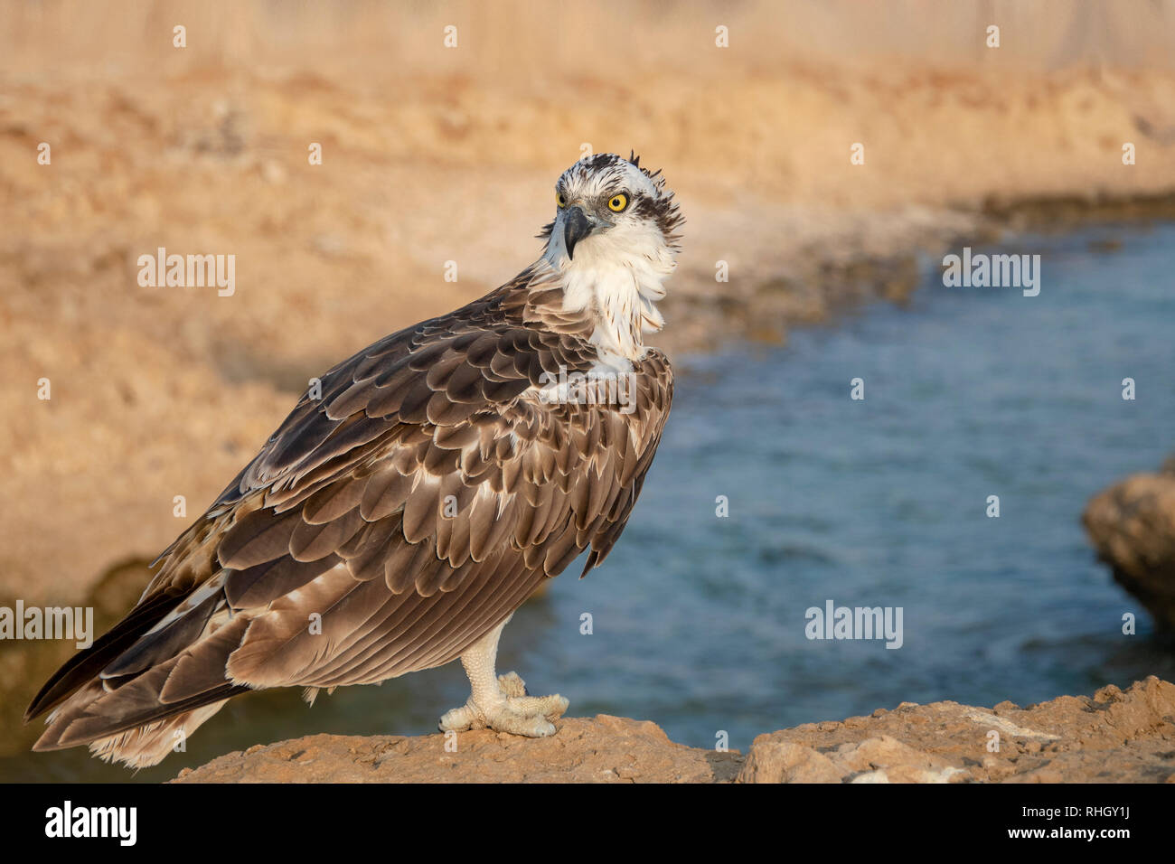 La Osprey, pesce hawk, gli uccelli rapaci Foto Stock