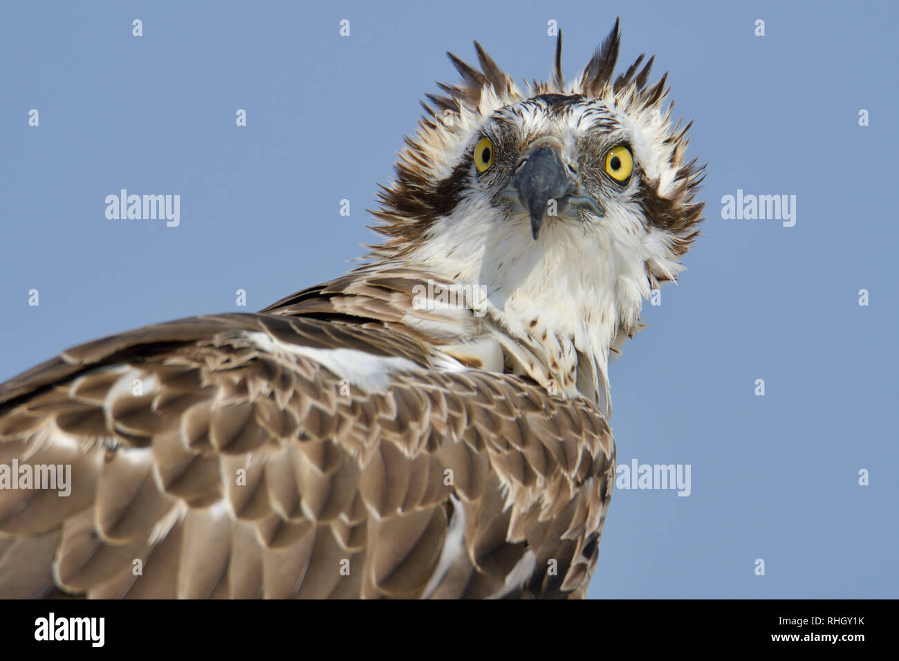 La Osprey, pesce hawk close up Foto Stock