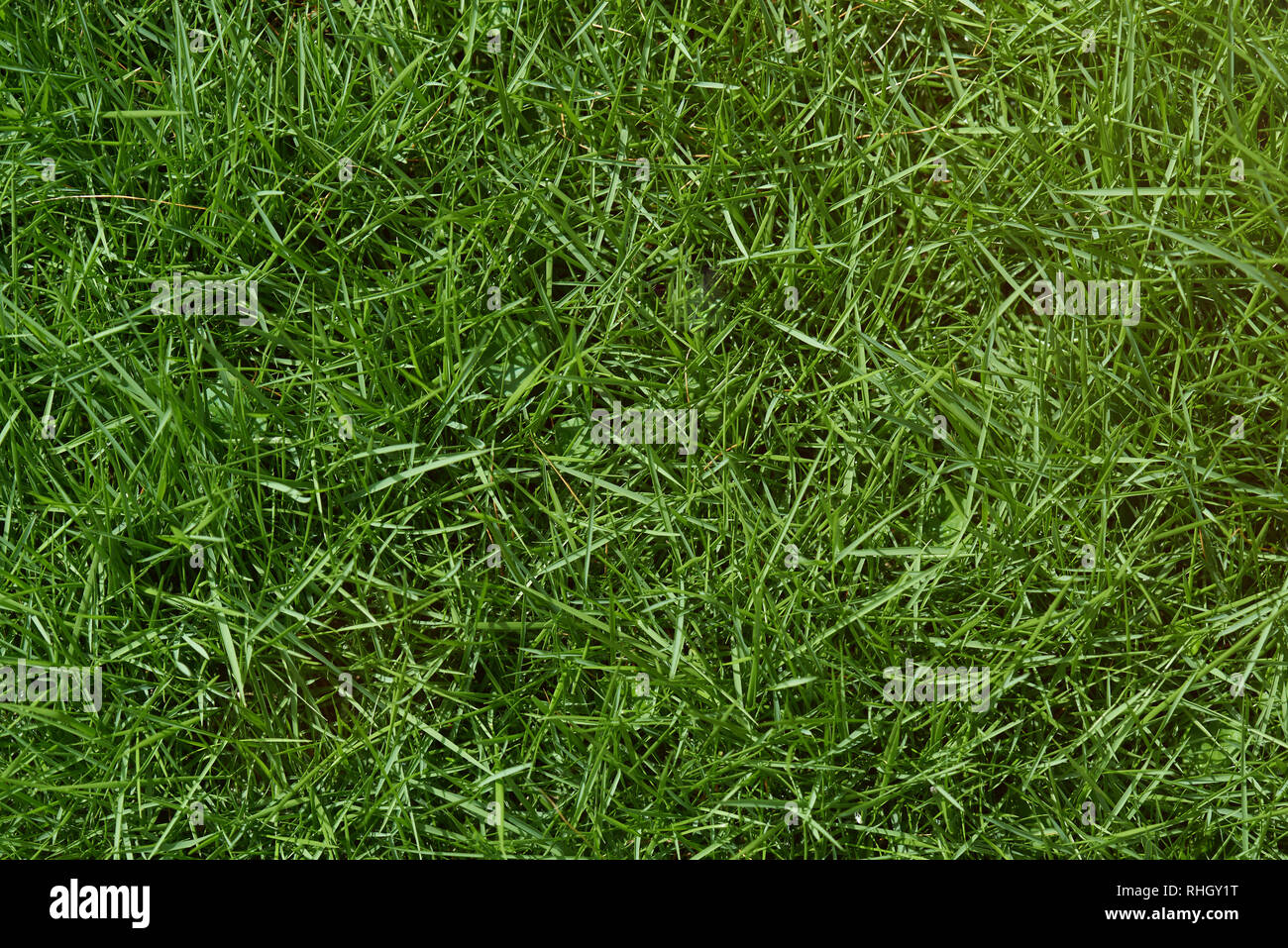 Texture di erba verde sulla giornata soleggiata sopra Foto Stock