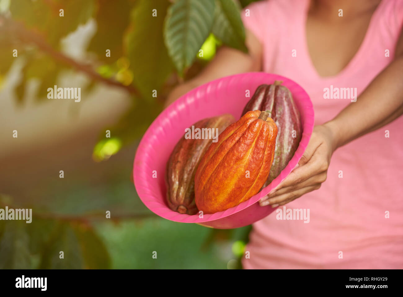 Cacao cialde in tema di raccolto. Colorati frutti di cacao nel vassoio sulla soleggiata sfocata sullo sfondo Foto Stock