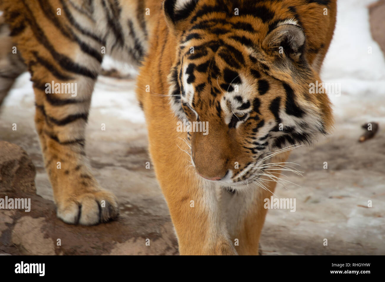 Tiger in cattività a Cheyenne Mountain Zoo in Colorado Springs, Colorado Foto Stock