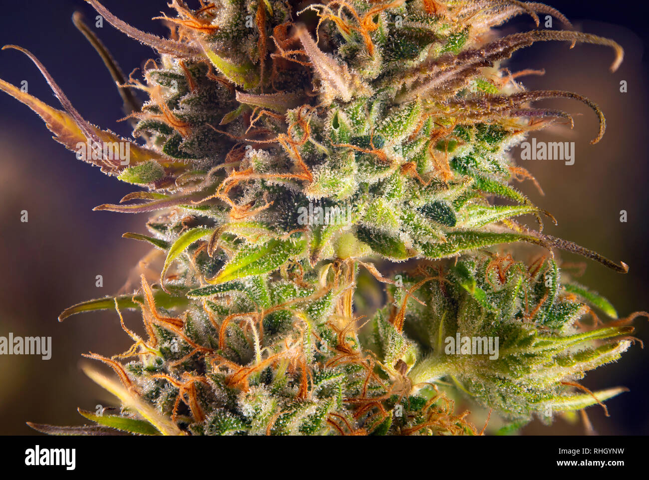 Dettaglio macro di fiori di cannabis con i peli visibili e tricomi, originale Rosa dei gangster ceppo di marijuana Foto Stock