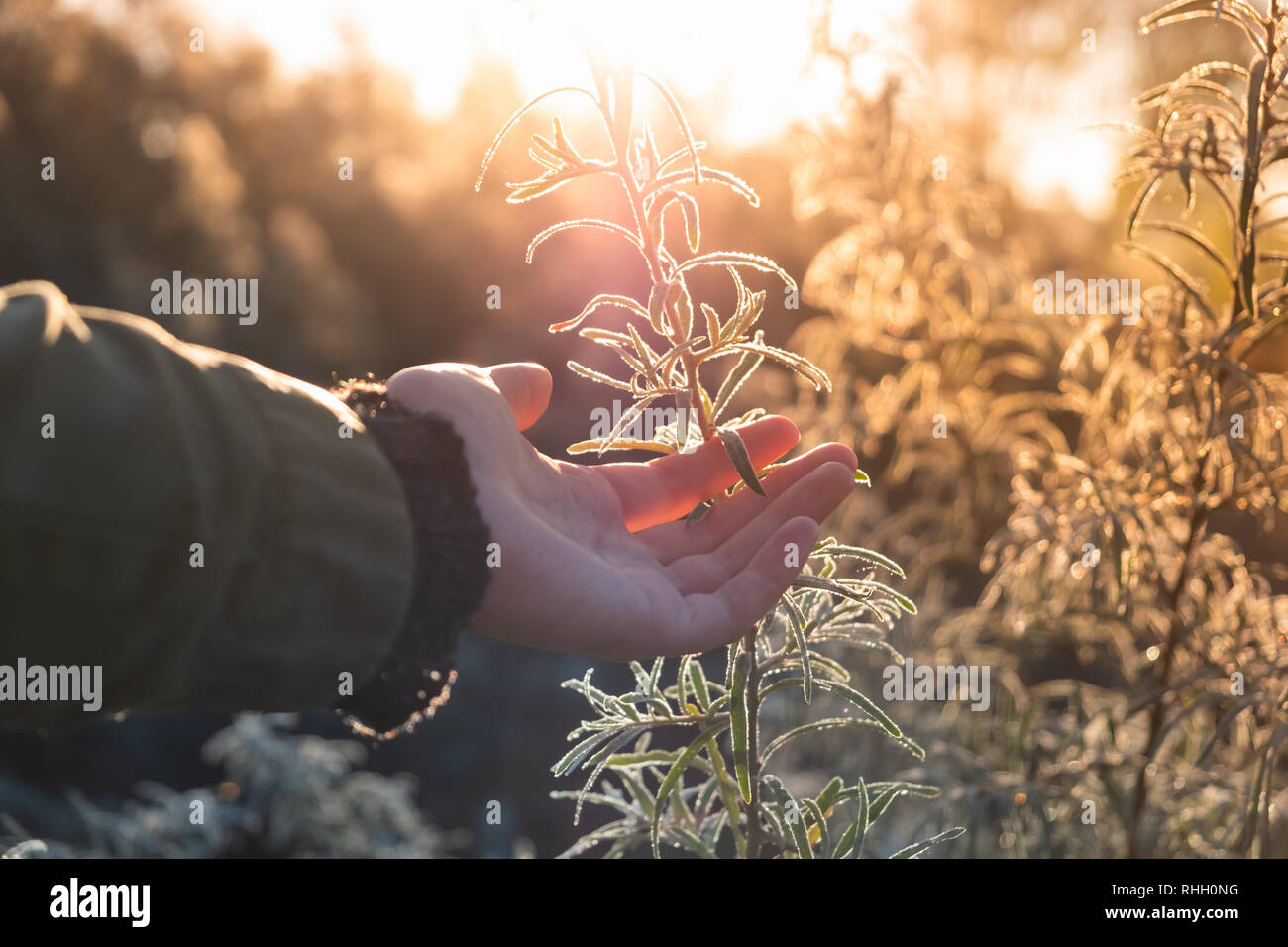 Mano femmina toccando sandthorn lascia nella luce del sole di mattina. La bellezza naturale del concetto: close up di una donna braccio e belle foglie verdi di un selvaggio sallow Foto Stock