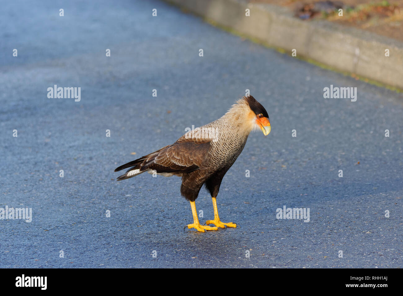 Ritratto di scavenger bird, noto come caracara, carancho traro o. Sugli asfalti di Vicente Perez Rosales National Park. Foto Stock