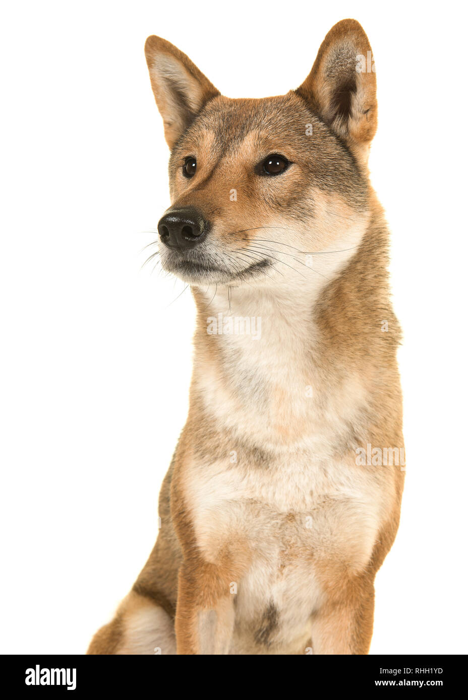 Ritratto di un cane di Shikoku una razza giapponese che guarda lontano a sinistra isolata su uno sfondo bianco Foto Stock