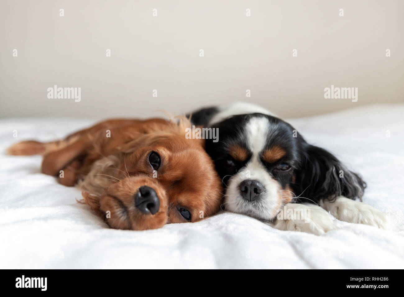 Due cani sleeping compresi sulla coltre bianca Foto Stock