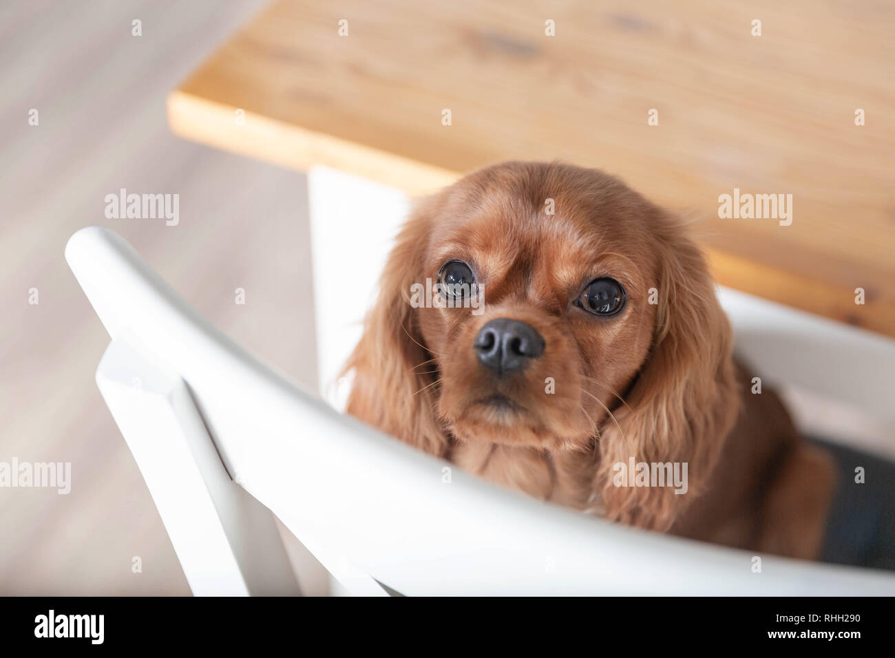 Adorabile cucciolo sulla cucina bianca sedia Foto Stock