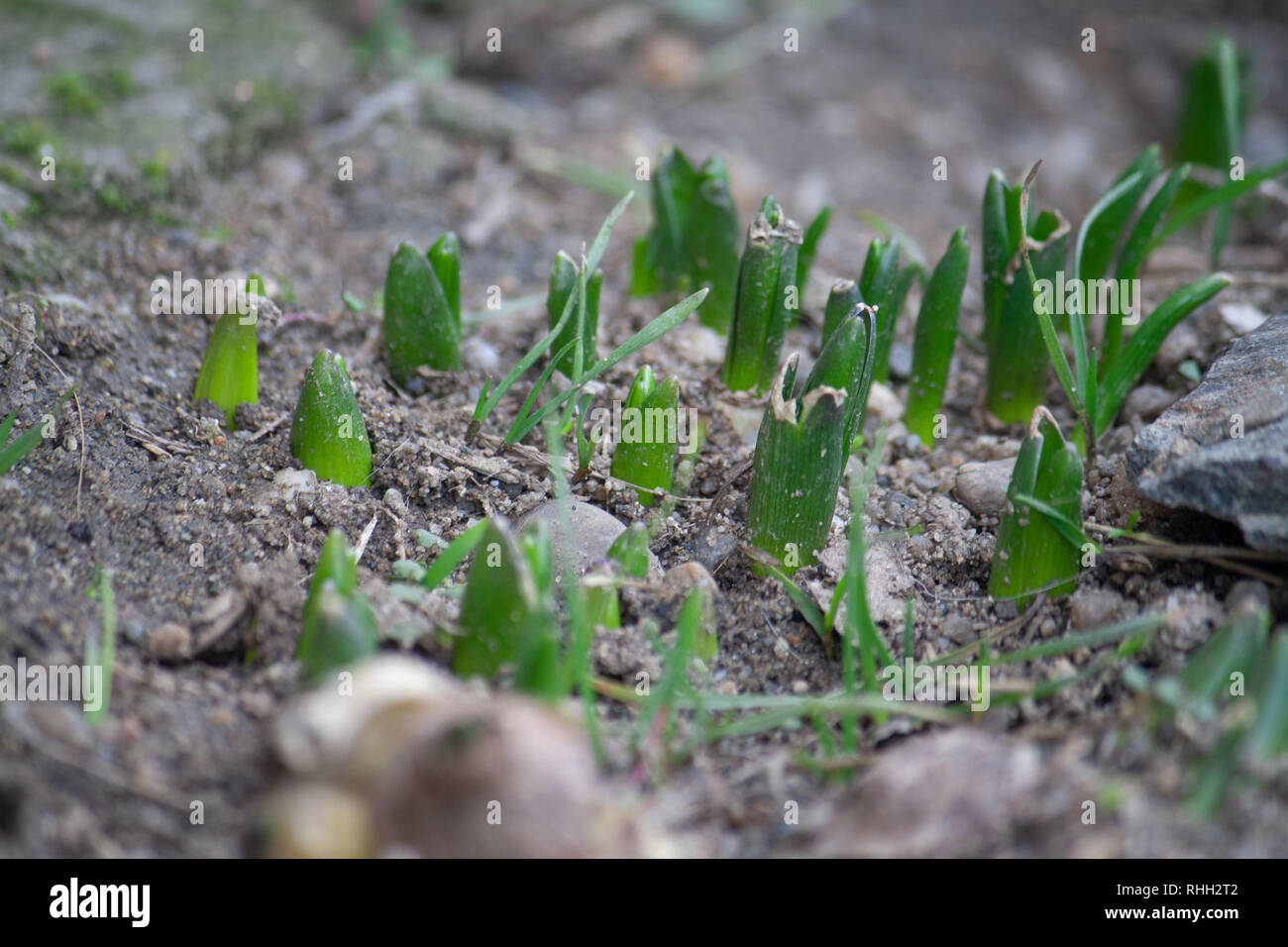 La germogliazione di giacinto attraverso la messa a terra Foto Stock