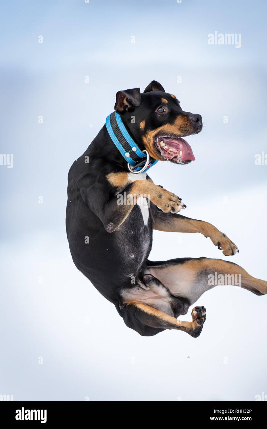 L'American Pit Bull Terrier, maschio tricolore del salto nella neve Foto Stock